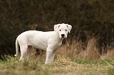 DOGUE ARGENTIN 137